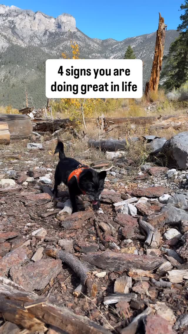 This little dude has been by my side through every season. The hiking adventures, the heart healing, the lazy Sundays, the playtime.
And now, as I step into motherhood in a new way, I feel extra tender about this chapter with him. š
Part of me worries heāll feel left out when baby joins our home.
āØHeās been my shadow, my grounding force, my teacher in unconditional love.
And even though heās not exactly a kid person (š), I trust heāll be the best big brudder in his own special way.
So hereās to my first baby - my furry soulmate.āØThe one who taught me how to nurture, protect, and love deeper than I ever thought possible. š¾
MR. TIBBS ššš