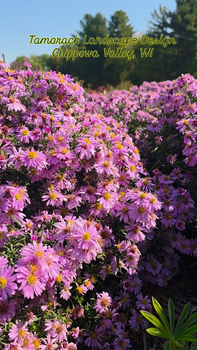 An Aster feast in the pollinator garden