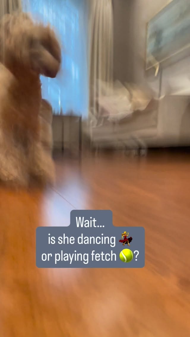 It’s the little things that matter most 🥹
Like watching Amber get ready to catch her favorite ball… that focused face, the anticipation, the pure joy in those eyes 🐾
These simple moments? They’re everything.
Because love is in the daily play sessions, the excited tail wags, and the way they look at us
DM us to schedule a play date your pup will love! 🎾
#DogReel #PetMoments #DogPlayTime #ItsTheLittleThings #HomeSweetHome #HappyDog #GoldenMoments #DogLovers #AmberTheDog