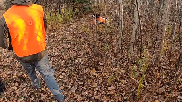 On day 2 I had the pleasure of hunting with Dave and Nick. It was a treat to see Dave’s springer spaniel Fritz work. Fritz is a ball of fire, and I have rarely seen a dog so well-trained at taking direction from his human. Dave used verbal, whistle, and hand signals to handle Fritz, who obeyed perfectly - what a team! Fritz flushed both woodcock and grouse, and all of them were exciting encounters at close range thanks to Fritz’s excellent handling and training. Hats off to Dave and Fritz! We gave Fritz a mid-day break and my senior girl Willow got a quick 45 minute hunt before lunch. She gave Nick a shot opportunity on a woodcock in the old orchard, and a short time later on a grouse pointed just off the trail. Then a few minutes later a shot opportunity for Dave on a woodcock. #conservation
@ruffedgrousesociety @onthewinggrousecamp