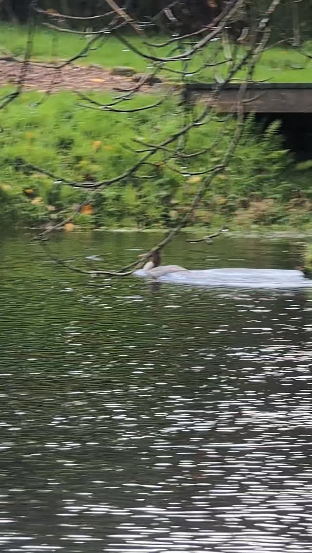 These gorgeous Goosander ducks landed on the lake today 👍
.
.
.
#lowerwillsworthy #ducksofinstagram🐣 #wildlife #birdlovers #goosander #escapetothecountry #holidaycottagesuk #dartmoorholidaycottage #dartmoorholidays #vistdartmoor #cottageholidays