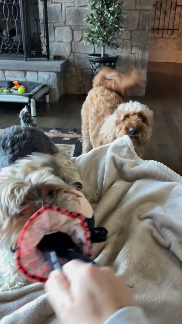This game is called “We Are Screaming” and they love it!
#petsitter #asheville #dogsitter #doodle #yorkie #screaming #gamesweplay