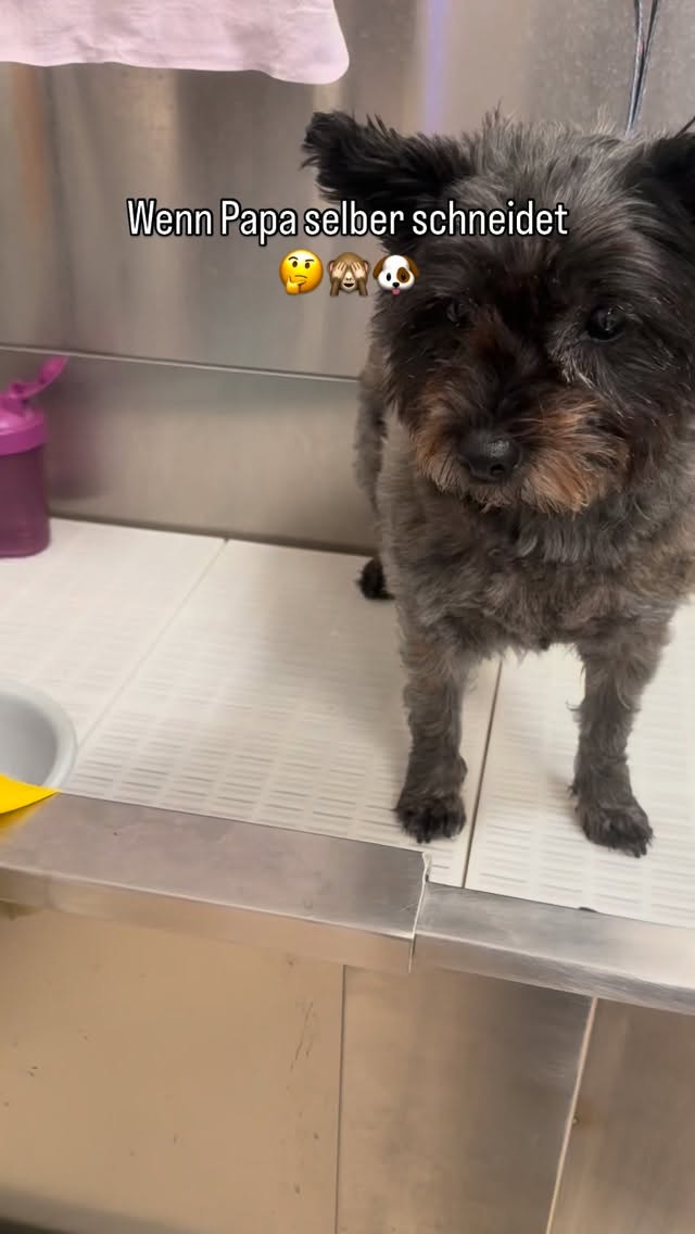 # Cairn Terrier #cairnterrier #hundesalon #luzern #grooming #maltese #schweiz