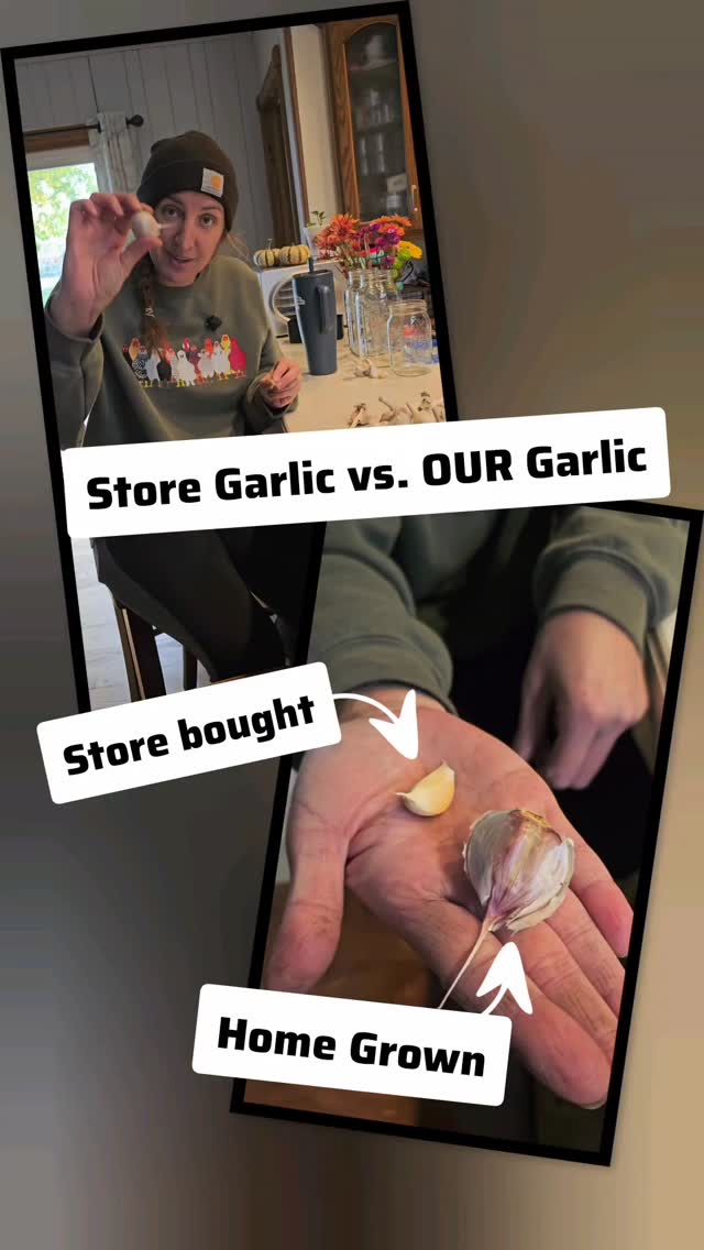 It’s garlic planting season again! 🧄 This year we’re going from 67 to 100 cloves — and the best part? Every single one came from last year’s harvest.
We couldn’t believe how big these bulbs got compared to the store-bought ones! October is the perfect time to plant garlic for next summer’s harvest, and there’s something special about closing the loop — saving what God provided and replanting it for the next season. 🌱💛
#GarlicPlanting #FallGarden #HomesteadLife #SeedToHarvest #SimpleGroundedLife