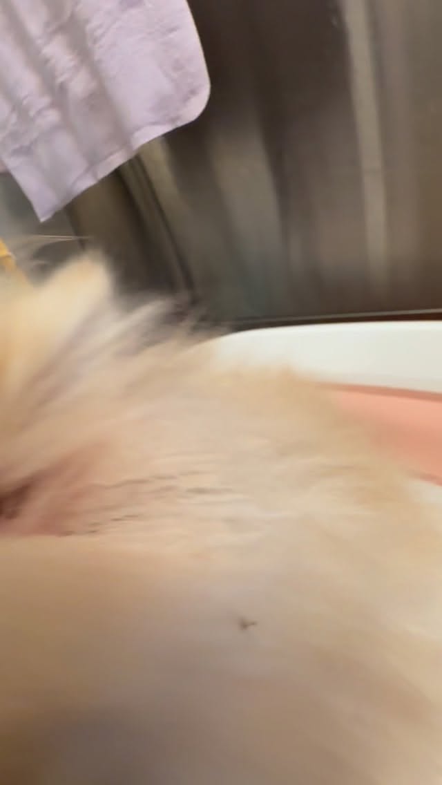 #grooming #hundesalon #luzern #grooming_luzern #hundesalonluzern #maltese #pudel #bolonka #pomeranian