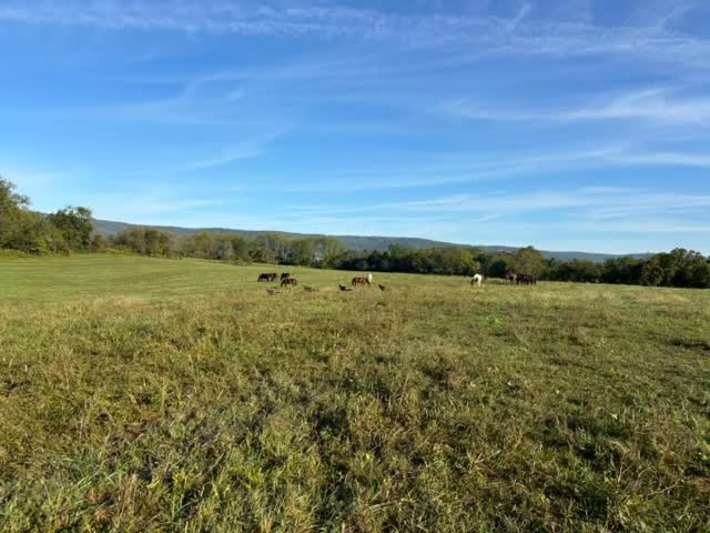 Some visitors in the field๐งก๐ค๐ฆ #gobblegobble
#piedmonthorseretirement #horseretirement #horseretirementfarm #livingthegoodlife #livingtheretiredlife #retiredhorsesofinstagram #retiredhorses #horsesofinstagram #horses #horselife #horsecountry #huntcountry #ponies #retiredponies #retiredponiesofinstagram #thoroughbred #thoroughbredsofinstagram #retiredthoroughbred #retiredracehorses #retiredracehorsesofinstagram #landthatilove