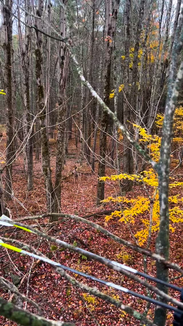 The good stuff
#whitetail #deerseason #publiclandhunter #fieldtime #backwoodslife #sundayloon #camplife #offthebeatenpath #thisisliving