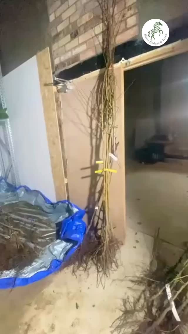 Emma’s showing off our bare root hawthorns — from neat 4-footers to absolute garden giants ready to make a statement
Pre-orders for bare root trees & hedges are open now — grab yours before they’re gone!
Got questions? Slide into our DMs — we’re always happy to help.
#BareRootSeason #HawthornTrees #GardenGoals #TreeLovers #UKGardening