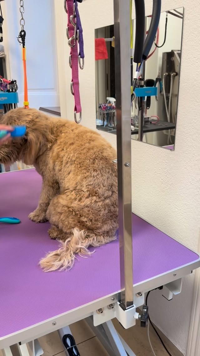 #grooming #luzern #grooming_luzern #maltese #bolonka #pomeranian #schweiz #labradoodle #australielabradoodle