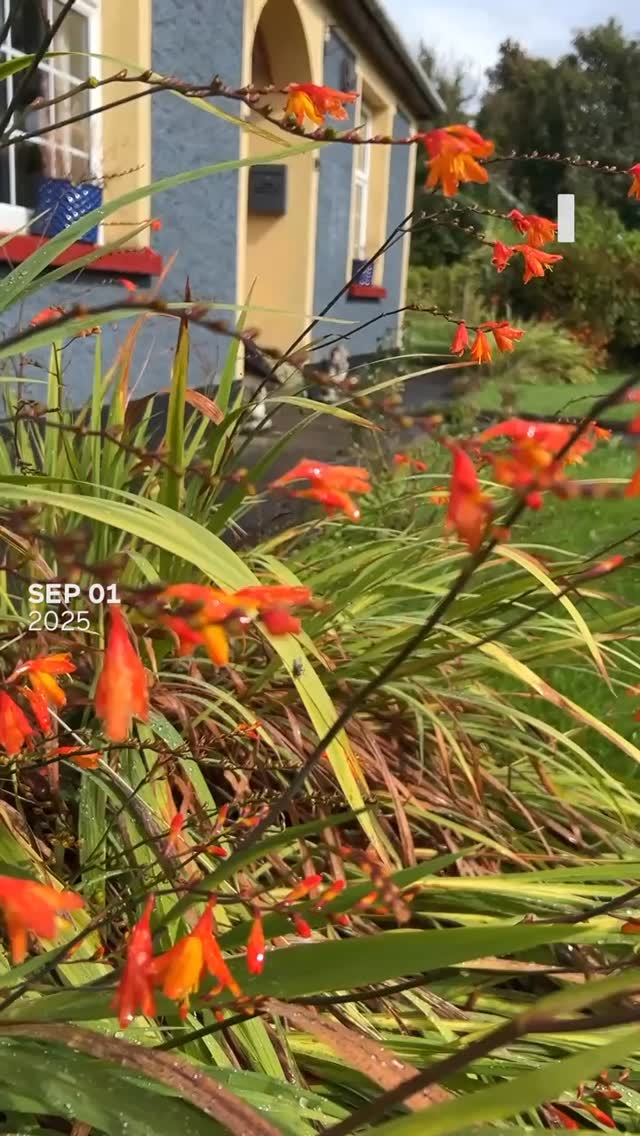 My September ‘Noticing Nature’ reel completed a year of this video project! Here’s a little about my experience and how nourishing it has turned out to be.
🍂 This time last year, as we faced into shorter darker days I decided to start a ‘Noticing Nature’ project. I consider myself to be quite nature connected and mindful in nature, however I wanted to nurture and increase my gratitude for my Autumn/Winter experiences and encourage others to do the same.
📹 I embarked on a video journaling project using the ‘1 Second Everyday’ app, and made a monthly reel of 1.5 seconds a day of my nature moments. Each month I posted the reel with some reflection.
📆 The plan was to do this from October to the Spring, but I soon realised that this activity was bringing me such awareness and reflection on my relationship with the rest of nature, that I was drawn to continue recording these magical moments for the year.
🧘♂️ So here is what happened! Over the last year of Daily Mindful Natural Moments I’ve Experienced:
Smells, Sounds, Touches, Tastes, Movements and Glimpses.
Witnessing and Being Witnessed.
Delight in the Big Expanses and Tiniest Patterns.
A Lens through which to meet New Places, and See the Familiar Afresh.
Moments of Wonder and Awe.
Spiritual Connection.
The Elements.
Being part of Something Bigger.
Solas in times of Despair and Grief.
Knowing I am Part Of Nature.
Knowing I am Nature.
Emotional Attachment, Oneness, Fun, Reciprocity, Immense Gratitude, Love and much more.
🔄 The seasons have turned and the cycle has now brought me back to where I started. I have not stopped noticing nature but I have stopped taking my video clips. Although I have to say, part of me is missing this way of journaling my moments!
🌎 I hope some of you were inspired to find your ways to slow down, be, and enjoy the life force of the Earth!