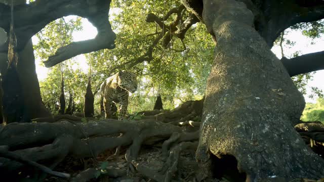 Trial post, let’s see how many people love jaguars 🐆
Bagua is a male jaguar who roams the Brazilian Pantanal 🇧🇷
Our camera traps have been detecting him for a few weeks, with @jaguaridproject monitoring him for many years.
#Jaguar #PantheraOnca #WildCat #BigCat #WildlifePhotography #CameraTrap #TrailCam #WildlifeConservation #NaturePhotography #ConservationPhotography #CostaRicaWildlife #TalamancaMountains #WildCatsOfLatinAmerica #JungleLife #WildCatImagingProject #RidgelineProject #SaveTheJaguars #ProtectWildlife #WildlifeResearch #EndangeredSpecies #Biodiversity #ConservationInAction #TropicalRainforest #FieldBiology #NatGeoWild #BBCWildlife #WildPlanet #EarthCapture #ExploreWildlife #IntoTheWild