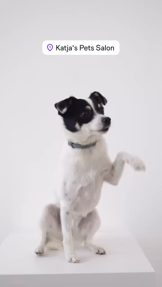 #pomeranian #grooming #luzern #grooming_luzern #hundesalonluzern #maltese #pudel #bolonka