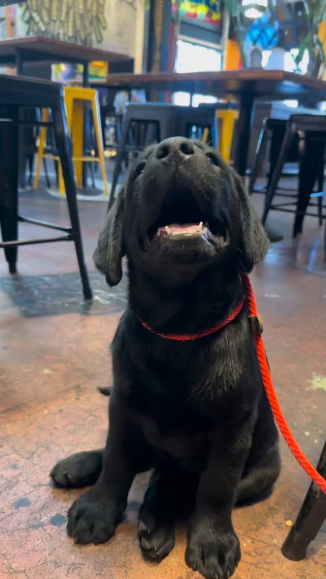 Happy little guy
.
.
.
.
.
.
.
.
.
.
#labrador #labradorretriever #labradorsofinstagram #moonlightlabradors #bestlabradors #yellowlabsofinstagram #blacklab #blacklabsofinstagram #bayarealabradors #sonomacounty #happylabs #bestsanfrancisco #happylabradors #labradorpics #dogsofinstagram #dogsofinsta #dogsofig #doglovers #worldoflabs #talesofalab #bestlabradors #labradorlove #labradorsuniverse #labs_of_insta