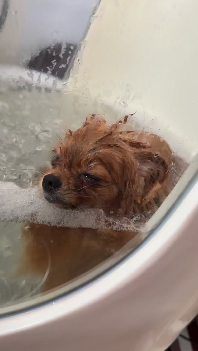 #royaldogspa #pomeranian #ozonspa#eschede