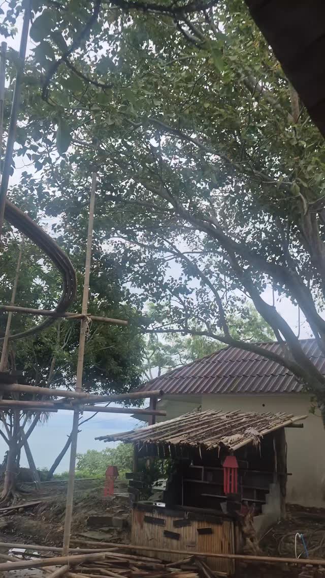 The amazing chant of the นกขุนทอง Nok Kountong or Gracula religiosa is an amazing thai bird who can make many different sound. #nature #birds #birdwatch #birdchant #thailand #thaibird