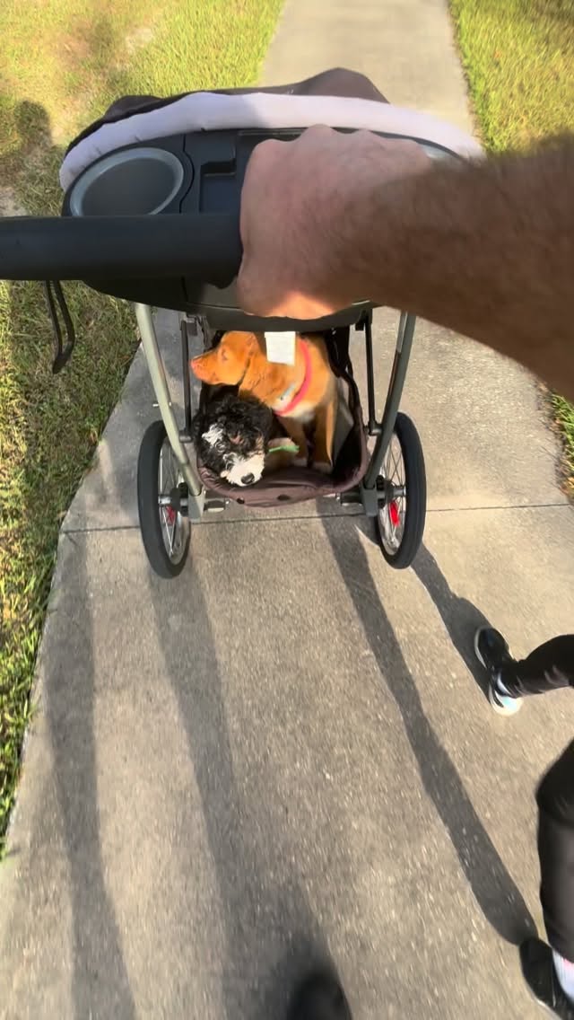 #puppies #bernedoodle #florida #bernedoodlelitter #minibernedoodlesofflorida #dog #toller #bestfriends #bestbuds