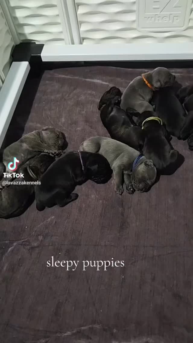 #canecorso #canecorsoofinstagram #canecorsofans #canecorsolife #canecorsolover #canecorsopuppy #canecorsoloversofinstagram #canecorsoitaliano #canecorsokennel #availablepuppies #canecorsopuppies #dogsofinstagram #rehoming #doglife #akcgrandchampion #dogoftheday #doggo #doggram #doggyeyes #cuteanimals #cutedogs #dogloversofinstagram #dogkennel #dogbreeder #akcshowdog #akcchampion #AKCshow #AKC #blessed #blessedlife