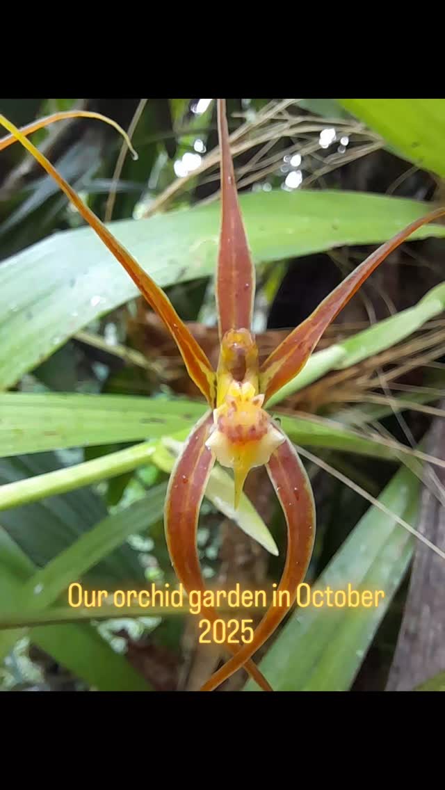 Orchids currently flowering I our orchid garden.