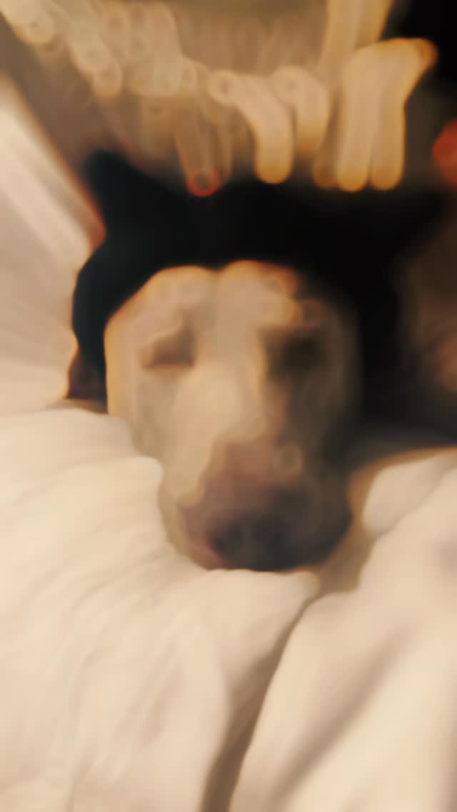 Relaxing after a long day of napping 🤣 Join us at DOGAROOO — the Ultimate Dog Convention! 🐾🐕🐩
Mark your calendars 🗓️ March 6–7, 2027 at the @pasadena_conventioncenter in Pasadena, CA! This is the can’t-miss event for dog lovers everywhere. 🐶✨
Here’s what you & your pup can look forward to:
✨ Vendors & Sponsors with treats, toys, food & must-have products
🎓 Meet & learn from some of the world’s top dog trainers
🏡 On-site adoption area in partnership with local shelters ❤️
👑 Dog costume contest + “Best in Show” competition
🌳 Dog park, pet games, dog art, fashion and fun for the whole family
Our mission at Dogarooo Convention is simple: create the ultimate experience for dog owners while helping pups across California find their forever homes. 🐾
🐕💼 Interested in sponsoring or booking a booth? Email us through the link in our bio today!
📍 Pasadena Convention Center
📅 March 6–7, 2027
#Dogarooo #DogConvention #pasadenadogs #DogParents #DogsOfInstagram #amazonpets #amazondogs #convention #conventions #rescuedogsofinstagram #dogevent #dogreels #doginfluencer #doginfluencers #doginfluencersofinstagram #dogtoysofinstagram #petexpo #funnydogvideos #dogtraining #dogtrainers #dogtreat #funnydogs #funnydog #losangelesdogs #weimmoments #doginfluencersofinstagram #funnydogreels #weimaraners #weimaraner #weimsofinstagram #weimaddict #weimaraner