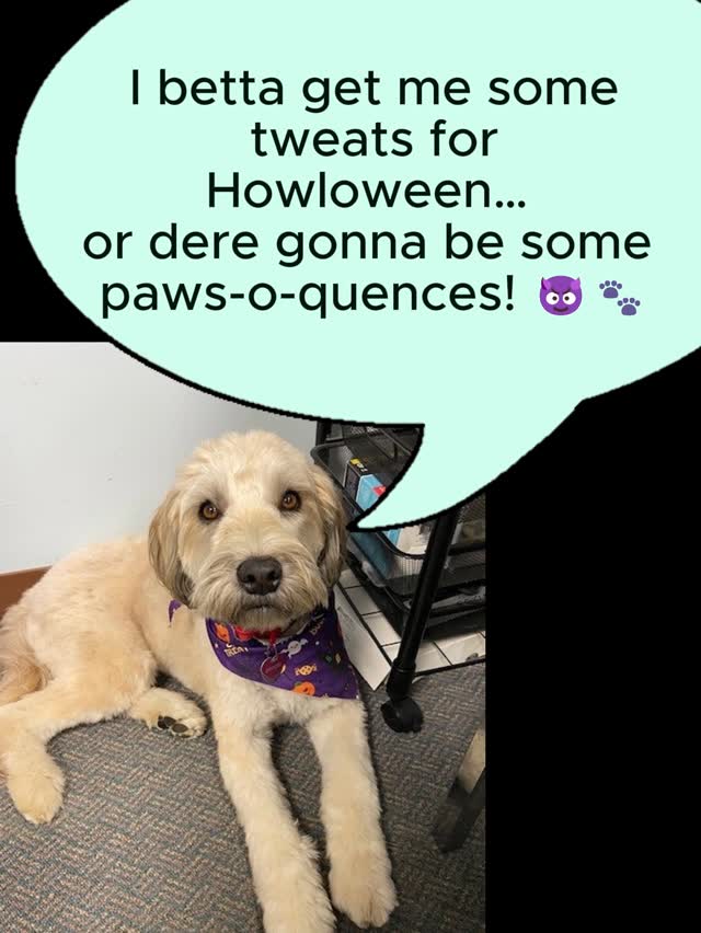 Ruff ruff! 🐾 Trick o’ tweeeat, everypawdy! 🎃 From da adorbs office doggo Breeze! 🐶💨
#Howloween #DoggoVibes #TreatOrTricks #OfficePup #PawtyTime 🦴👻