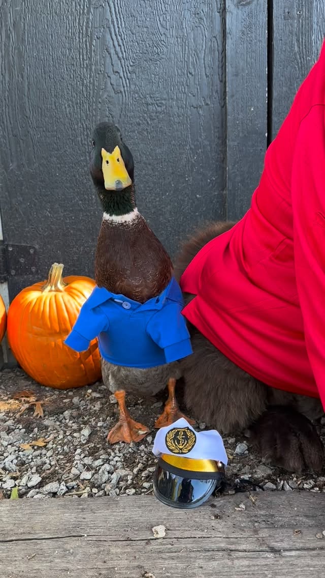 Happy Halloween from the crew of Gilligan’s Island!
#gilligan #maryann #skipper #halloween #dog #duck #dogsofinstagram