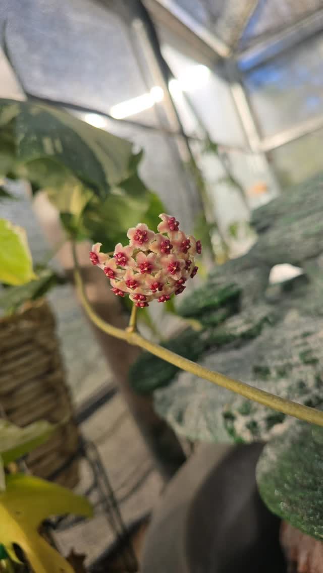 The first beautiful flower ever for my Hoya Kerri 🥹😍
#thehenandthechick #smallbusiness #smallfarm #greenhouse #plants #plantsofinstagram