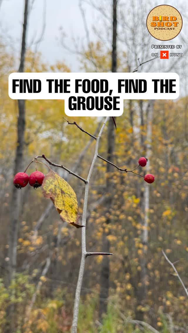 Habitat scouting starts with subtle clues.
In this episode of The Birdshot Podcast, host @nilarson13 and guest Ann Jandernoa take listeners straight into the grouse woods, breaking down what bird sign really looks like when berries are scarce and cover is thick.
🎧 Listen to the full episode, link in bio
#birdshotpodcast #grousehunting #uplandhunting #birdhabitat #thornapple #hawthorn #forageandflush #workingdogs #fieldcraft #huntingskills #woodsmanwisdom