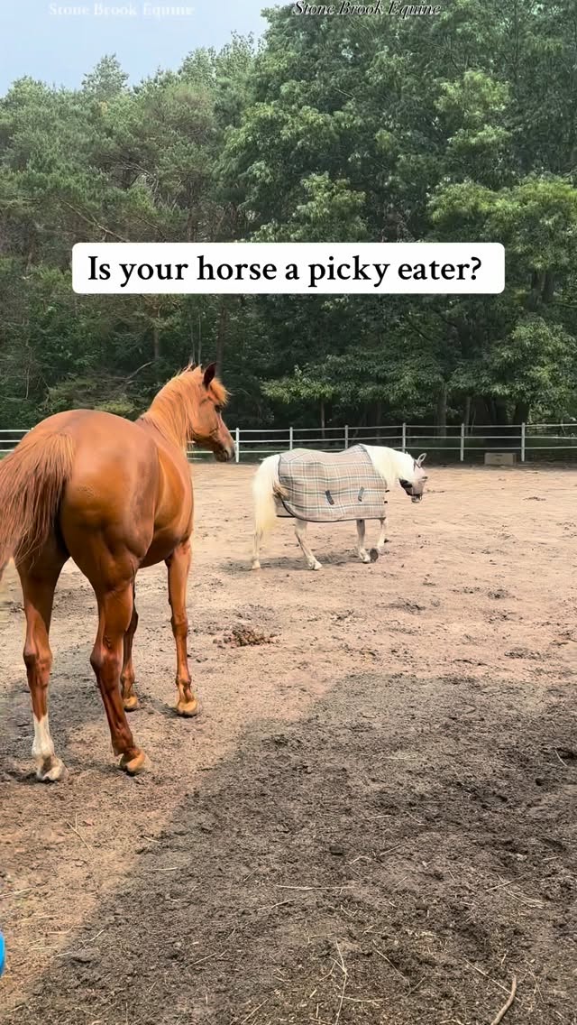 Ceylon cinnamon isn’t just a tasty addition — it’s a metabolic-support powerhouse for horses with PPID (Cushing’s) or insulin resistance.
Unlike the common cassia cinnamon (which can be harsh on the liver in large amounts), Ceylon cinnamon is the gentler, more effective variety. It helps:
🌿 Support healthy insulin sensitivity — making it easier for the body to regulate blood sugar.
🌿 Reduce inflammation — especially helpful for horses dealing with chronic laminitis or metabolic tension.
🌿 Boost circulation — aiding in muscle recovery and overall vitality.
🌿 Encourage appetite — even picky eaters tend to love the warm, sweet aroma and flavor.
You can sprinkle it over feed or mix it into a mash — most horses find it absolutely irresistible.
A simple, natural addition — and your horse will thank you for it. 🐴💛
🌿 Follow for more horse tips
🌿 Learn how to massage your horse today at Stone Brook Academy 💕 Links in bio!
🌿 Comment LEARN to get your free acupressure guide for the sore back!
#equestrian #ranchlife #barnlife #equinemassage #equestrianlife #holistic #holisticliving #herbal #herbalmedicine #herbgarden