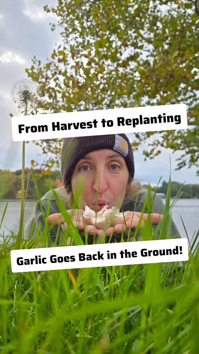 Time to get those cloves in the ground! 🧄
Paige shows exactly how we plant garlic for next year’s harvest — spacing, depth, and all — with a little help (or distraction 😅) from Patches.
These cloves came from our own harvest, and we’re planting 100 total this year!
#GarlicPlanting #FallGarden #HomesteadLife #GardenTips #HomegrownGarlic #FamilyHomestead #SimpleGroundedLife