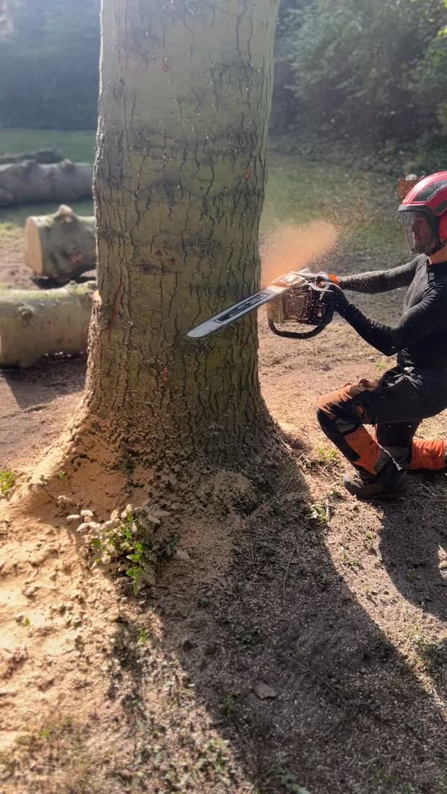 Dead tree down 🪵
Taking down a dead Colorado Tanne with the new Stihl 500i🪚
This thing is powerful, smooth, and really fun to work with! 💪🌲
#stihl #arboristlife #tree #chainsaw #treeremoval #baumpflege #treework