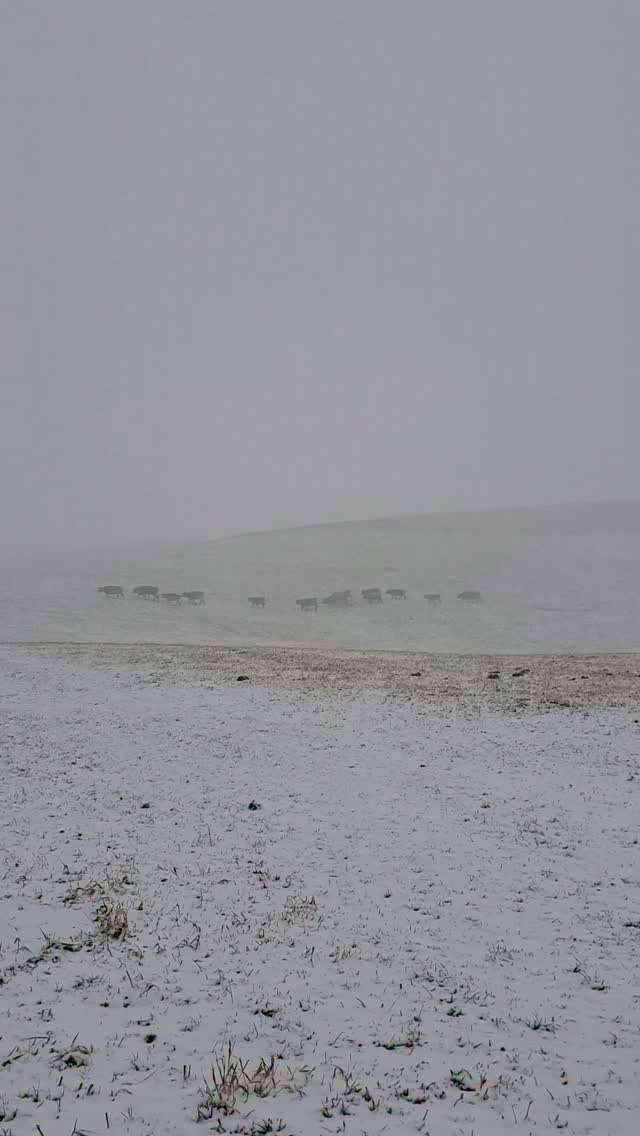 Alle T I E R E zu Hause 🐂🐃🐂🐃
Einen kurzen Wintereinbruche, erlebten wir gestern im Fondei.
So sind nun alle Tiere im Hauptstall.
Vergeht der Schnee im Fondei, geht einen Teil der Tiere wider auf die Herbstweide auf 1900 m.ü.M. ins Seitental Fondei.
#langwies #biohof_rofel #arosa #landwirtschaft #regionplessur #vombuur #bauernhofleben #fondei #buure #herbstwetter #wintereinbruch #küheimschnee #küheimstall