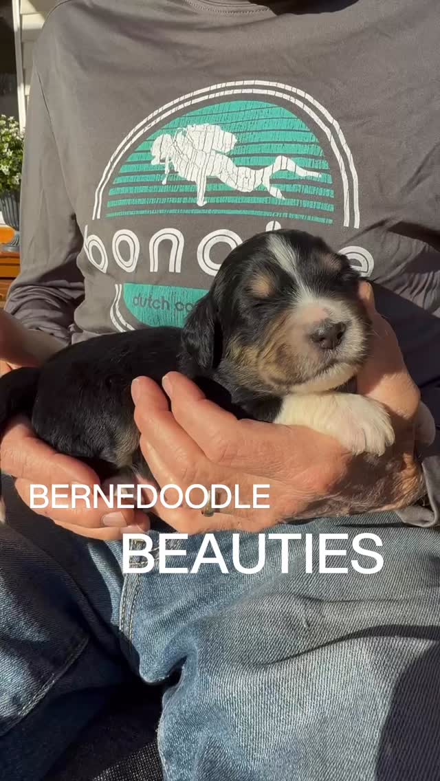 Our Bernedoodles are 2 weeks and their eyes are opening to the big beautiful world @elevatedstandardsnc ❤️#bernedoodle #bernedoodlepuppy #bernedoodlesofinstagram #bernedoodlepuppies