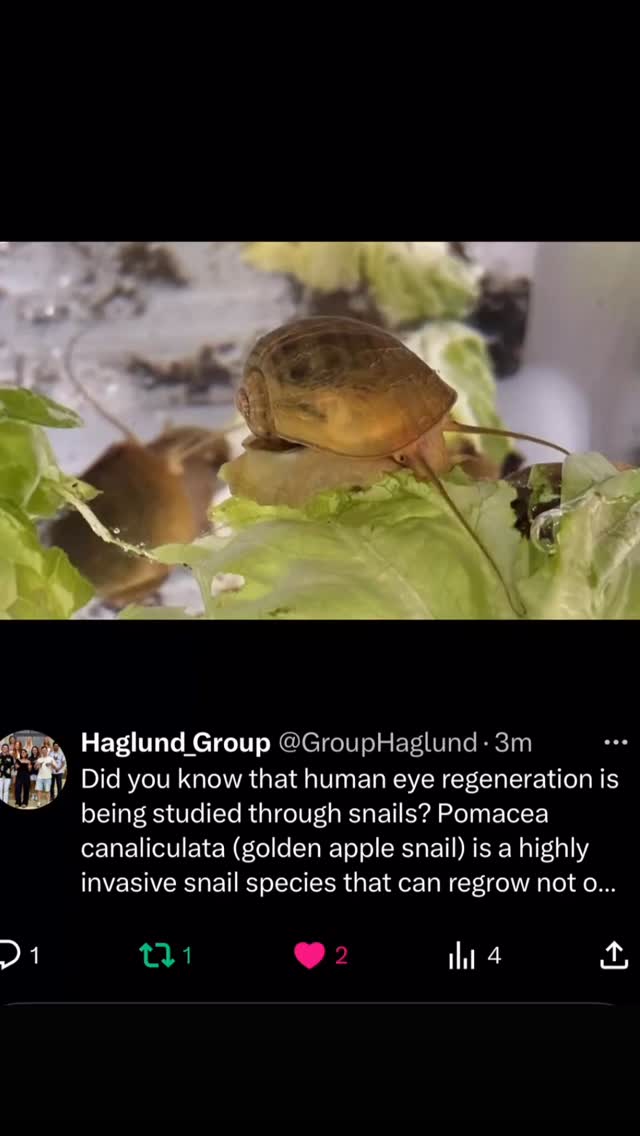 Did you know that human eye regeneration is being studied through snails? Pomacea canaliculata (golden apple snail) is a highly invasive snail species that can regrow not only their eyes, which happen to be similar to human eyes, but also their entire heads in only a month.
Reference: https://www.ucdavis.edu/news/snails-eyes-grow-back-could-they-help-humans-do-same
#funfacts #funfactfriday #funfact #scientificfacts #hawaii #universityofhawaiiatmanoa #uhm #universityofhawaiia #uh #science #researchgroup #haglundgroup #drhaglund