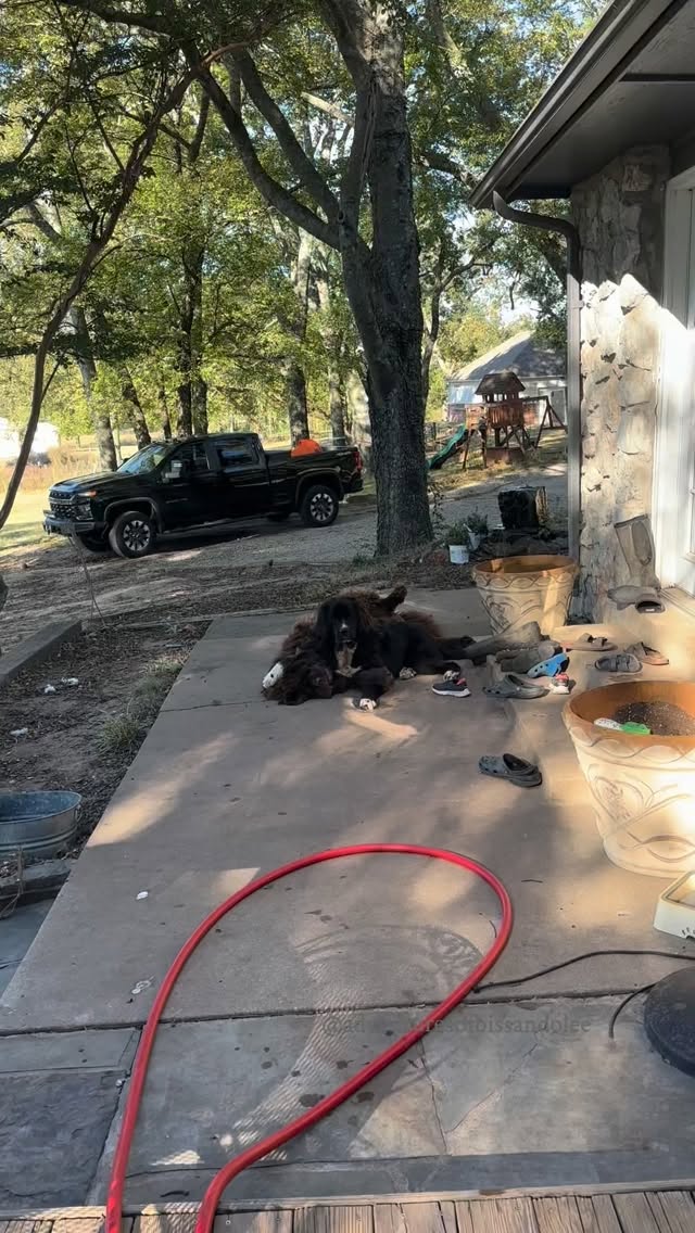 Caught red handed…. 😬
#milliethenewf #sventhenewf #dogsofinstagram #dog #newfoundland