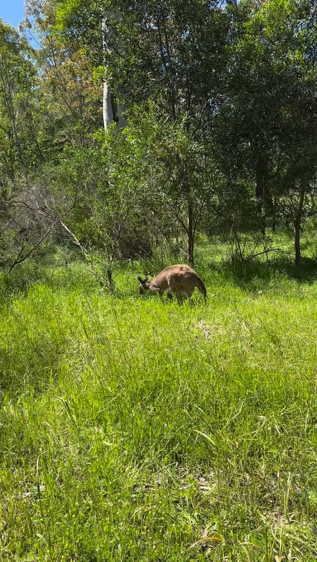 #joey in den Adelaide Hills
