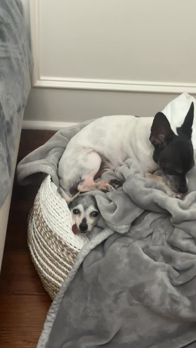 stop laughing at me 🤣 #rescuedogs Join us at DOGAROOO — the Ultimate Dog Convention! 🐾🐕🐩
Mark your calendars 🗓️ March 6–7, 2027 at the @pasadena_conventioncenter in Pasadena, CA! This is the can’t-miss event for dog lovers everywhere. 🐶✨
Here’s what you & your pup can look forward to:
✨ Vendors & Sponsors with treats, toys, food & must-have products
🎓 Meet & learn from some of the world’s top dog trainers
🏡 On-site adoption area in partnership with local shelters ❤️
👑 Dog costume contest + “Best in Show” competition
🌳 Dog park, pet games, dog art, fashion and fun for the whole family
Our mission at Dogarooo Convention is simple: create the ultimate experience for dog owners while helping pups across California find their forever homes. 🐾
🐕💼 Interested in sponsoring or booking a booth? Email us through the link in our bio today!
📍 Pasadena Convention Center
📅 March 6–7, 2027
#Dogarooo #DogConvention #pasadenadogs #DogParents #DogsOfInstagram #amazonpets #amazondogs #convention #conventions #rescuedogsofinstagram #dogevent #dogreels #doginfluencer #doginfluencers #doginfluencersofinstagram #dogtoysofinstagram #petexpo #funnydogvideos #dogtraining #dogtrainers #funnydog #losangelesdogs #cutedog #doginfluencersofinstagram #funnydogreels #funnydog #funnydog #dogmeme #dogs #funnydogmemes #chihuahuas