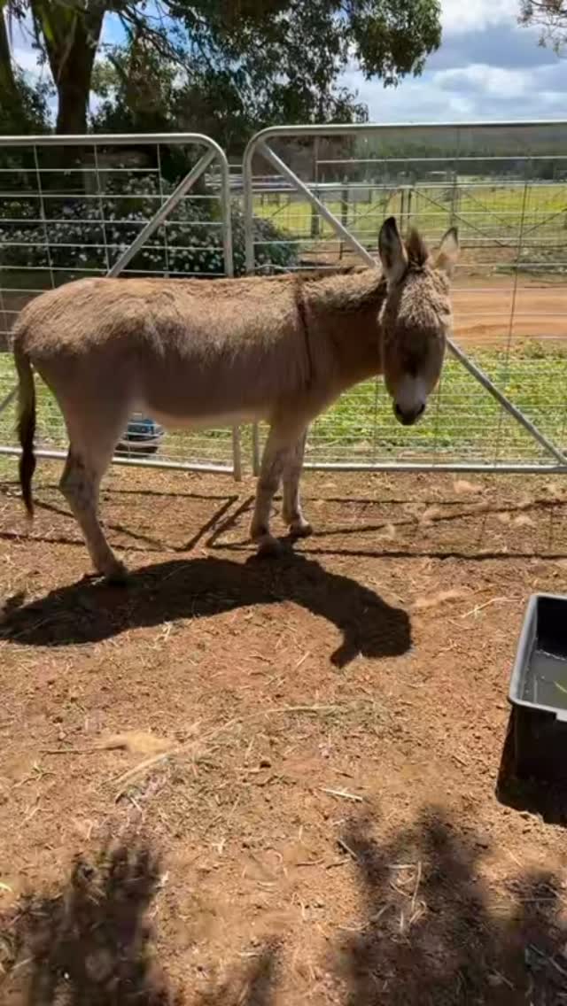 2 months till Christmas! 🎄🌲🎅… time to get Eeyore festive with his favorite Christmas song!
#wildinourheart #farmstay #farmstays #southwestwa #donkey #fyp