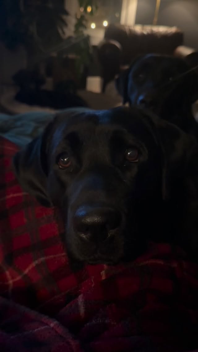 Chompers
.
.
.
.
.
.
.
.
.
.