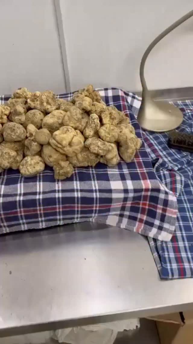 Lovin this truffle vibes ๐ฎ๐น๐ฎ๐น๐ฎ๐น๐ฎ๐น๐ฎ๐น๐ฎ๐น#whitealbas#truffles#lovemyjob#italians#truffles
