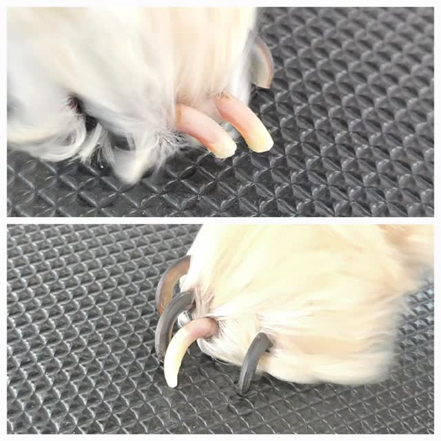Nail trim
You don't need to book an appointment!
#petgroomingvancouver #tsawwassen #pergroomingsalon #pergroomingsalon #catgrooming #groomingcanada #doggroomer #groomingday #groomersdog #groomingbc #ladnervillage #tsawwassen #ladner #tsawwassensprings #ladnerbusiness #tsawwassenisawesome #tsawwassenfirstnation #tsawwassencommons #tsawwassentowncentremall #ladnervillagemarket