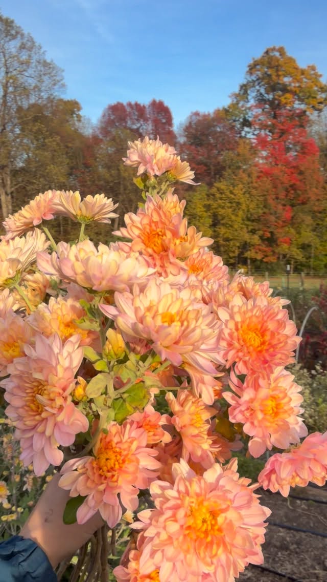 āAnnie Girlā Chrysanthemum. Here for the autumnal mum majesty!
#flowerfarm #smallfarm #garden #blooms #flowerfarmer