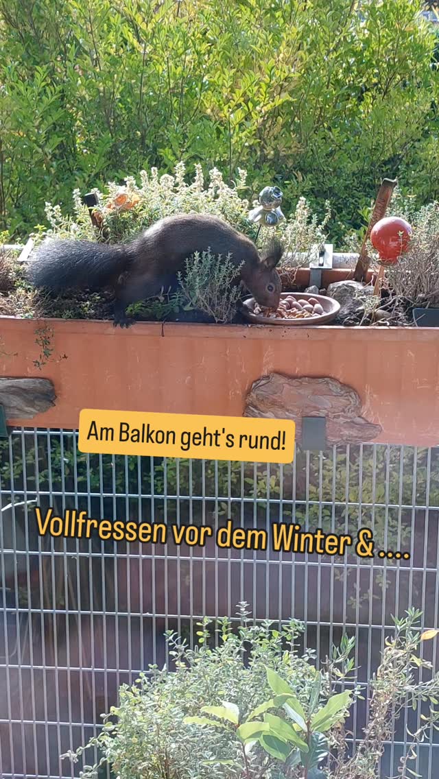 🐿 Eichhörnchen Durchhaus...
... es wird kalt... da kommt das Eichhörnchen wieder um Fressen zu bunkern!
Es is immer wieder lustig zu zuschauen🤩
#naturbalkon #balkonparadies #garteninwien #aufmeinembalkon #verenas_pflanzentanz #pflanzentanzen #balkonoase #balkongarten #wienerwildnis #wienerstadtnatur #eichhörnchenfüttern #eichhörnchen #naturerlebnisse #eichhörnchen🐿