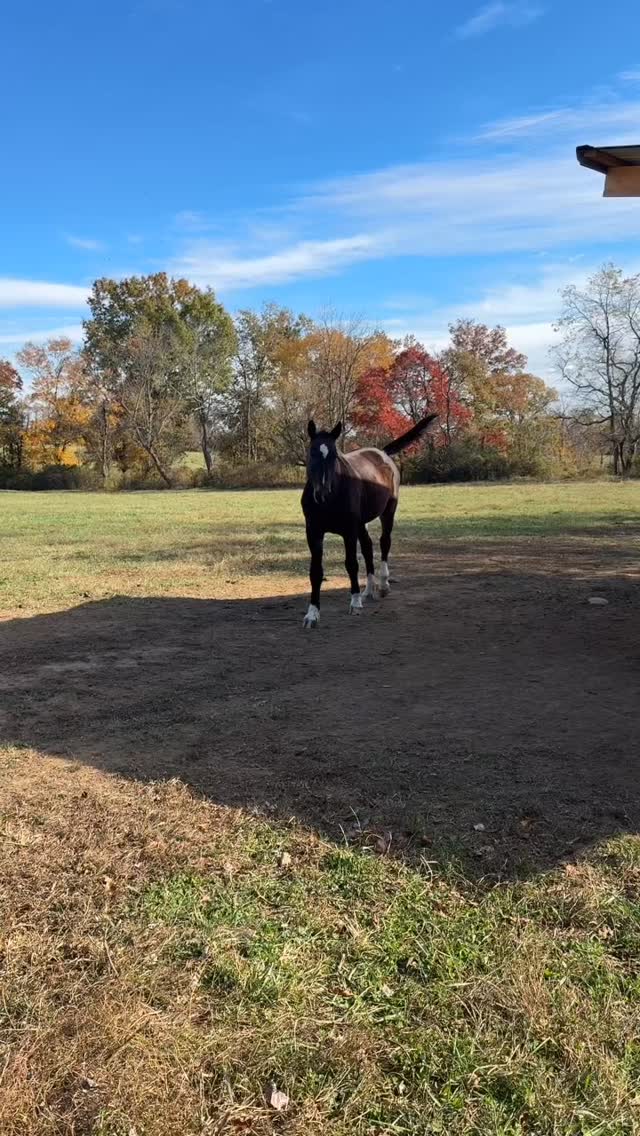 #piedmonthorseretirement #horseretirement #horseretirementfarm #livingthegoodlife #livingtheretiredlife #retiredhorsesofinstagram #retiredhorses #horsesofinstagram #horses #horselife #horsecountry #huntcountry #ponies #retiredponies #retiredponiesofinstagram #thoroughbred #thoroughbredsofinstagram #retiredthoroughbred #retiredracehorses #retiredracehorsesofinstagram #landthatilove