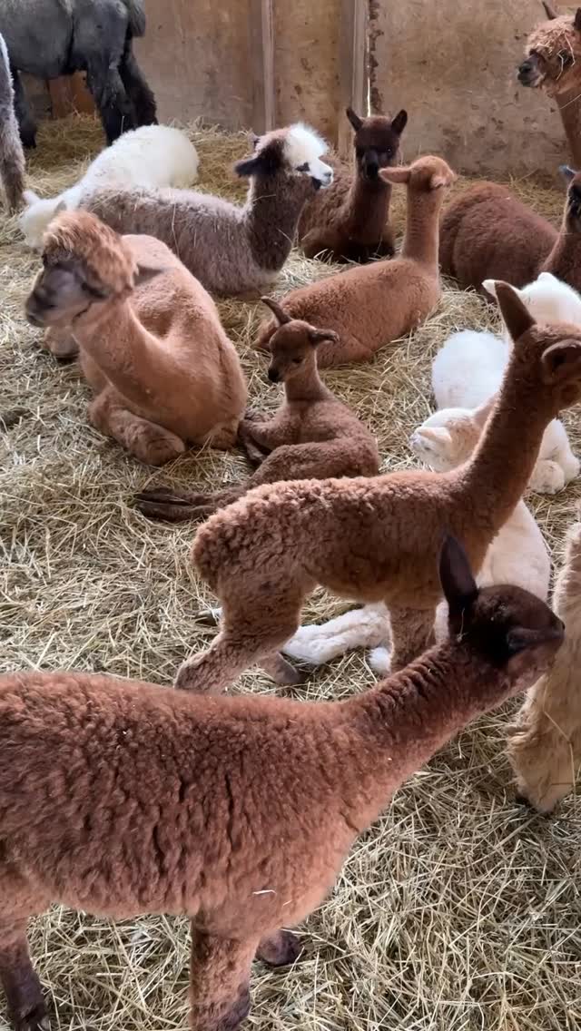 Una parte dei cria nati nel 2025 mentre fanno il riposino pomeridiano 🐻🐻❄️🐻🐻❄️🐻🐻❄️
Il gruppo dei piccoli è sempre molto unito, tra giochi, corse e pisolini é fondamentale per loro sentirsi protetti all’interno del gregge, così tornano in mezzo alle mamme, proprio al centro della stalla, per ricaricare le energie ✨
#alpaca #babyalpaca #alpacasofinstagram #alpacalove
#alpacas #alpacalife #alpacafarm #urbino #marche