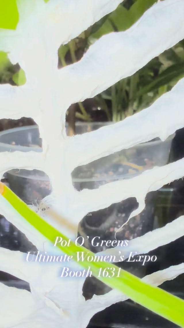 Ultimate Women’s Expo! Happening this weekend! Booth 1631! Don’t miss it! See you there!#indoorplants #potogreens #planters