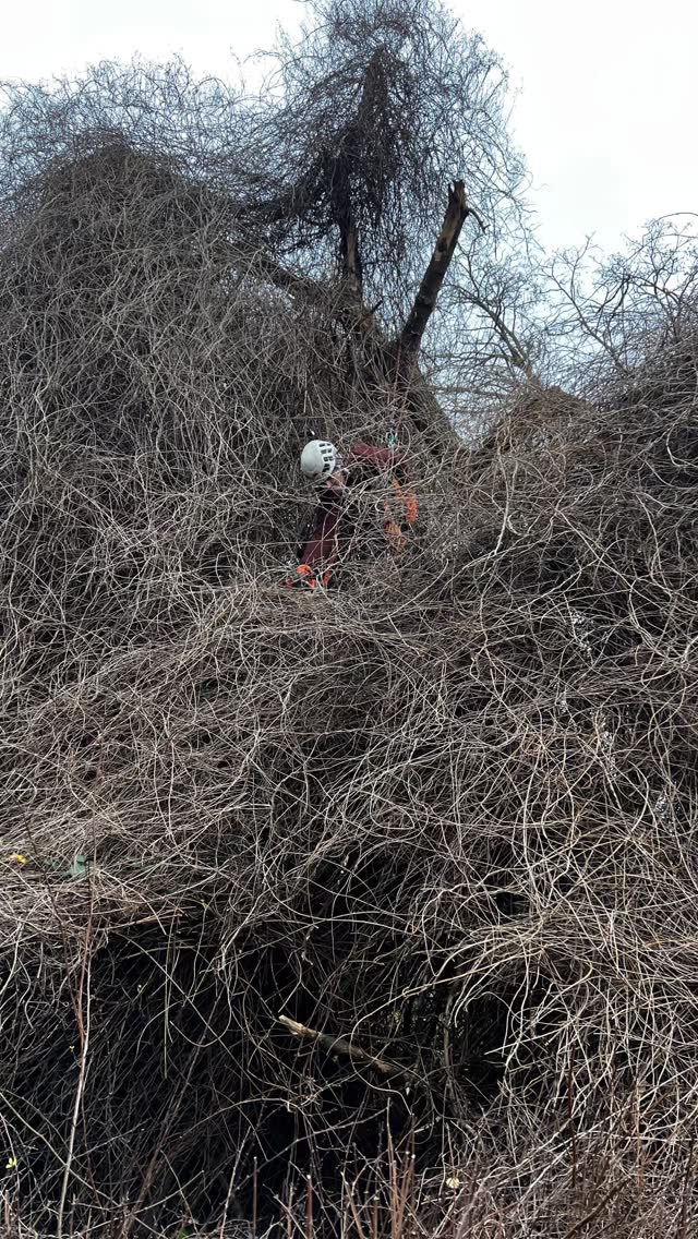 Nasty little vine that climbed up the maple 🍁 beneath it.
This vine grew so strong and thick that it took me a whole day longer than expected.
Pulling it down wasn’t an option — I had to climb up and cut it loose in sections.
We ended up having a good laugh, thinking we’d be done in one or two hours. But the more I cut, the more it appeared!
#treecare #arbolife #dmm #treework #huskwarna #roperunner #teufelberger #baumpflege #climbing #stihl
