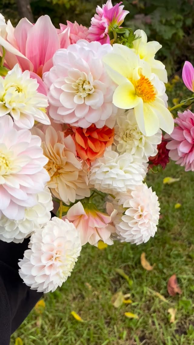 We’ve been quietly enjoying our last blooms of the season over here 🌸
The frost finally took our dahlias last night so now we begin the process of cutting our plants down and digging, cleaning, cutting and storing the tubers for the winter
