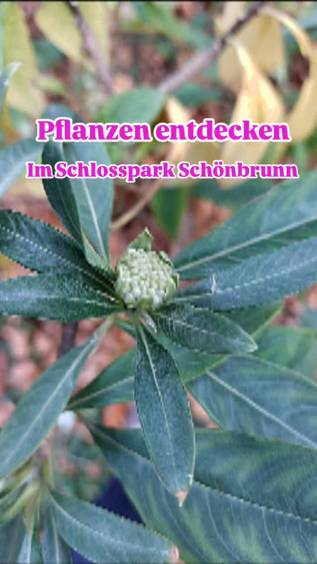 Herbstlichen Entdeckungen im Schlosspark Schönbrunn.
Vor allem der Beteich des ehemaligen Botanischen Gartens geizt nicht mit besonderen Pflanzenarten aus der ganzen Welt!
#schlossparkschönbrunn #pflanzentanzen #verenas_pflanzentanz #pflanzenbegegnungen #wienerparks #wienergärten #baumpersönlichkeit #pflanzenschätze #schönbrunnpalace #garteninwien #wienstagram #pflanzenschätze #wienentdecken #wienernatur #Bäume #Sträucher
