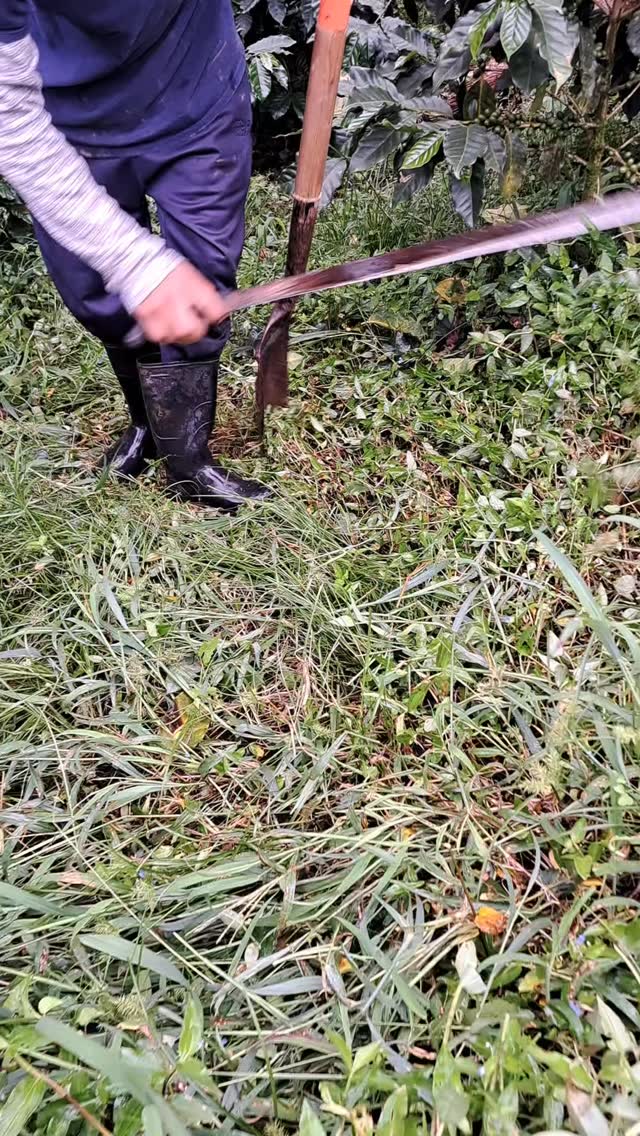 Planting more coffee saplings on Fjnca Idealista.
🤝 If you’re a roaster seeking a long-term business relationship with those who farm your beans, reach out!
🔗 Click the link in our bio or DM our farming group. We ship almost anywhere on pallets.
#greencoffee #specialtycoffee #nicaragua #naturalprocess #honeyprocess #thirdwavecoffee #anaerobiccoffee #pacamara #directtrade #directtradecoffee #woc #coffeeprocessing #sustainablecoffee #biodynamiccoffee #coffeeroaster #coffeesorting #coffeeroasting #coffeefarm #sampleroasting #goldmtncoffee #besocialbegold #coffeefermentation #carbonicmacerationcoffee #nicaraguancoffee #worldofcoffee #yellowpacamara #yeastcoffee