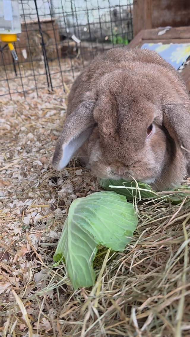 Willow enjoying breakfast...Small Animal Boarding at Perfect Pet Services🐰
